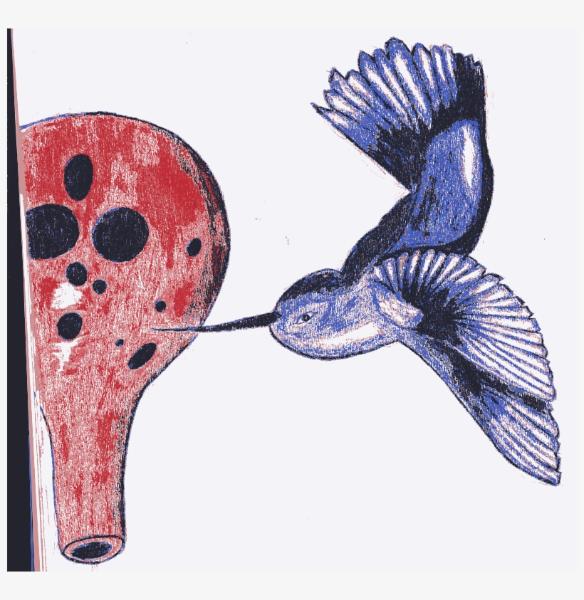 Hummingbird, transparent png