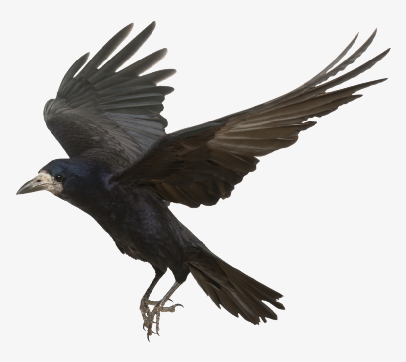 Crow Png Photos - Golden Evening [book], transparent png