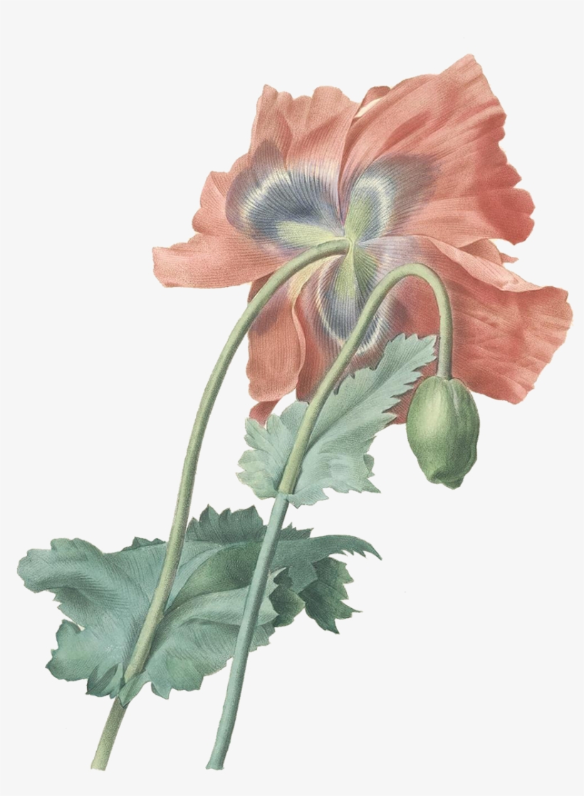 Download At - Pierre Joseph Redouté Opium Poppy, transparent png