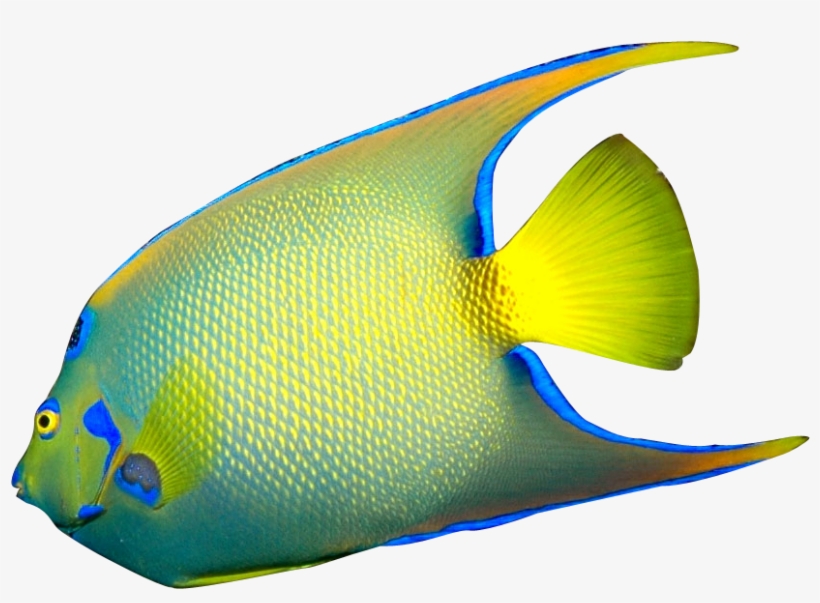 Clipart Tropical Fish - Clip Art, transparent png