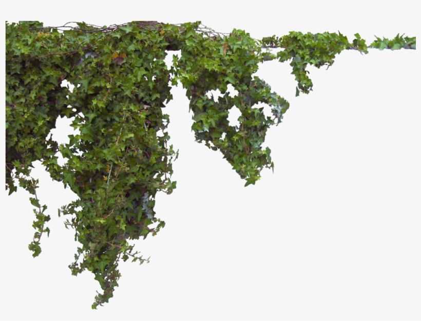 Newhive By Halenhallcisler Beccacfef - Plants Photoshop, transparent png