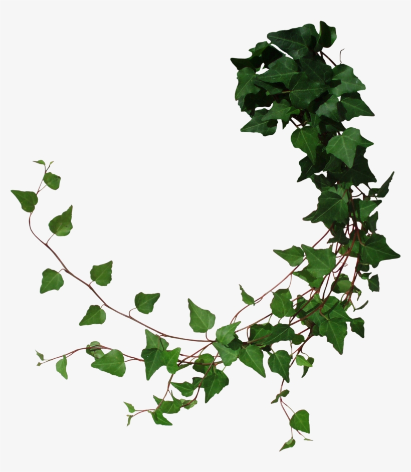 Ivy By Black B O X On Deviantart - Tree Vines Png, transparent png
