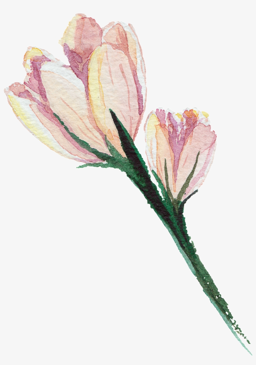 Pink Hand Painted Watercolor Transparent Flower - Drawing, transparent png