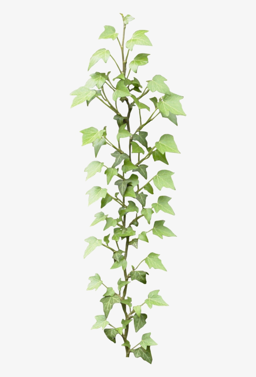 Photoshop Rendering, Photoshop Design, Photoshop Images, - Ivy Png, transparent png