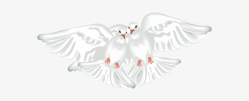 White Doves Transparent Png Clipart - Portable Network Graphics, transparent png