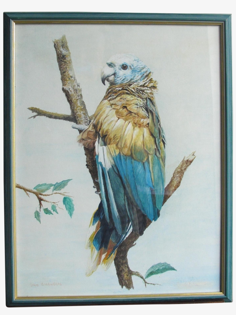 Comblue Parrot John Baxendale 1919-1982 English Bird - Watercolor Painting, transparent png