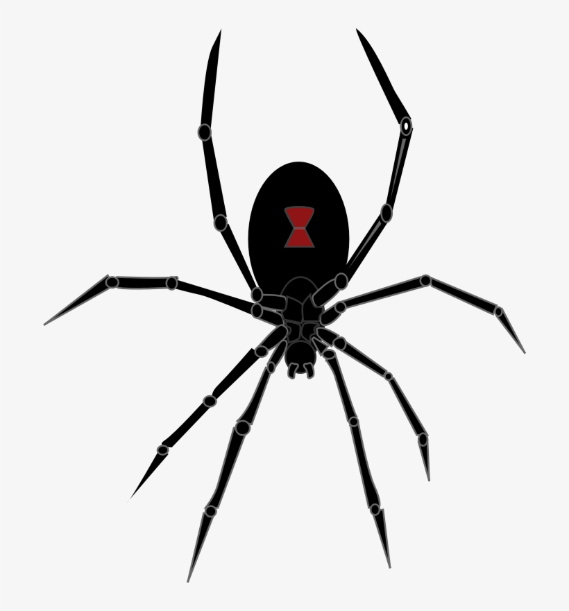 Black Widow Spider Black Widow Spider Png 695x800 PNG Download PNGkit