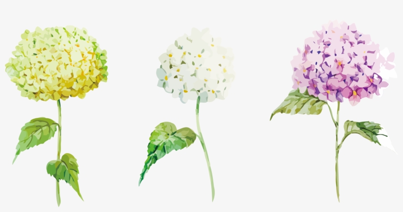 Hydrangea Stock Photography Clip Art - Transparent Hydrangeas Clipart, transparent png