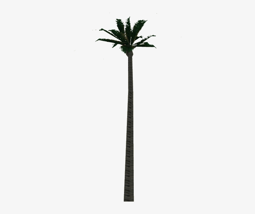 Wax Palm Tree - Desert Palm, transparent png