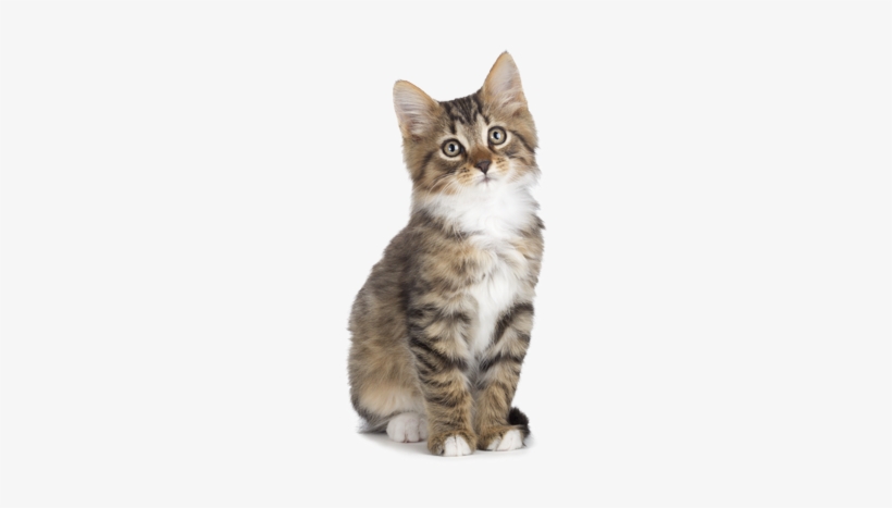 Hq Transparent Images Pluspng - Pets (sa Animal Stickers), transparent png