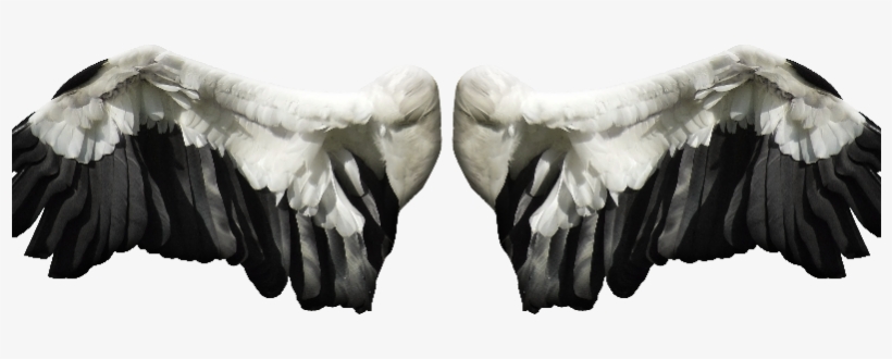Angel Wings Png Stock Image Free - Stock Photography, transparent png