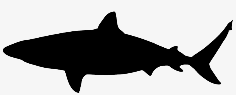 Shark, transparent png