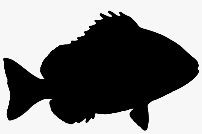 Fish Sheepshead The Silhouette Graphics Ve - Fish Silhouette Transparent Background, transparent png