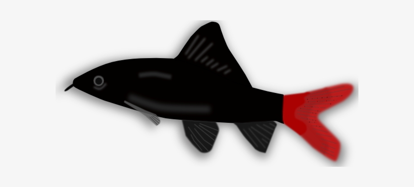 Black And Red Aquarium Fish, transparent png