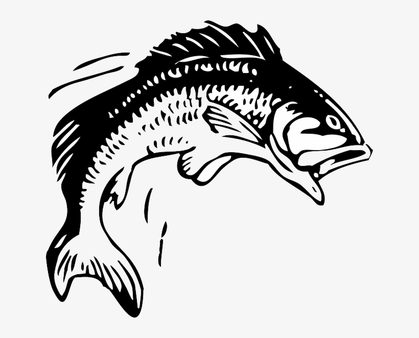 Silhouette Animals, Head, Red, Water, Food, Sketch, - Group 11 Rugby League, transparent png