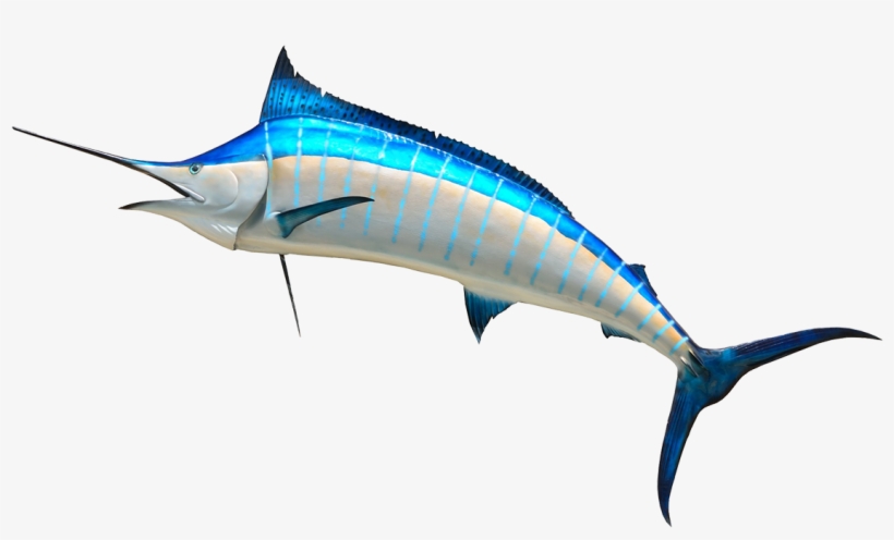 See Here Cartoon Fish Transparent Background - Marlin Png, transparent png