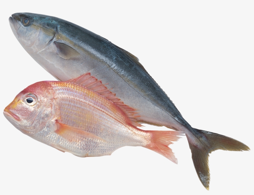 Fish Silhouette - Sea Fish Png, transparent png