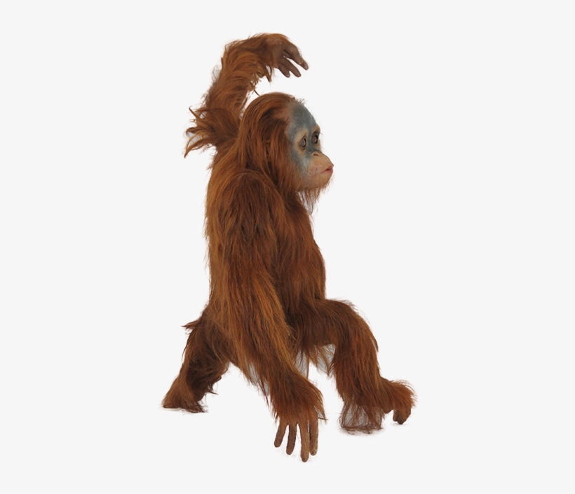 Baby Orangutan Png, transparent png