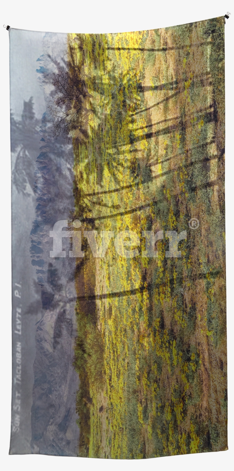 Birch, transparent png