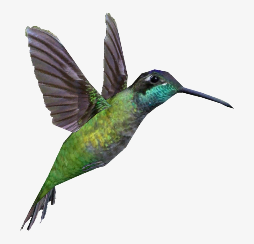 Magnificent Hummingbird - Rivoli's Hummingbird, transparent png