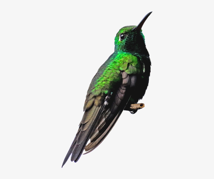 Peel N Stick Poster Of Hummingbird Green Nature Png - Beija Flor Verde Png, transparent png