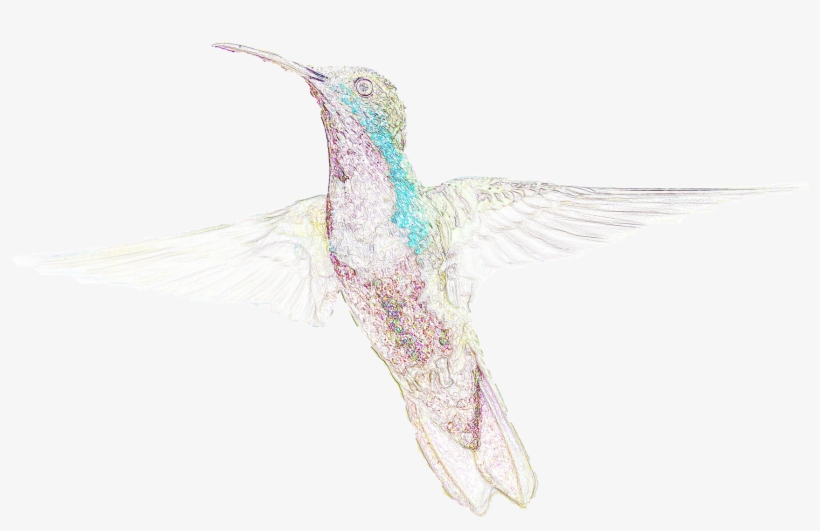 Do Your Part For Hummingbirds On National Hummingbird - Ruby-throated Hummingbird, transparent png
