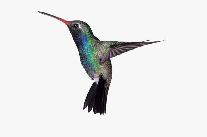 High Quality Raymond Bowman, Definition Hd - Hummingbird Bible Quote, transparent png