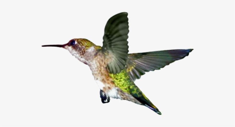I Just Love The Hummingbird Campaign That Surprised - Ruby Throated Hummingbird, transparent png