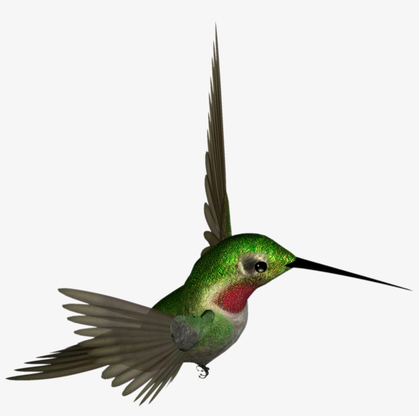 Hummingbird Png - Hummingbird Clipart, transparent png