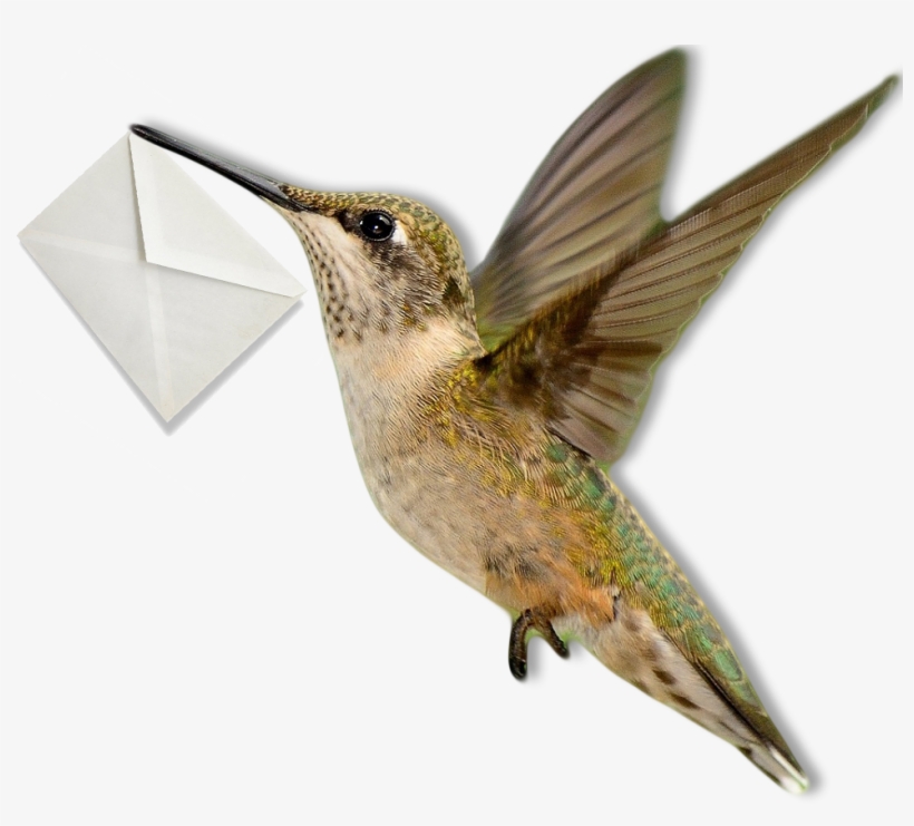 Hummingbird - Ruby-throated Hummingbird, transparent png