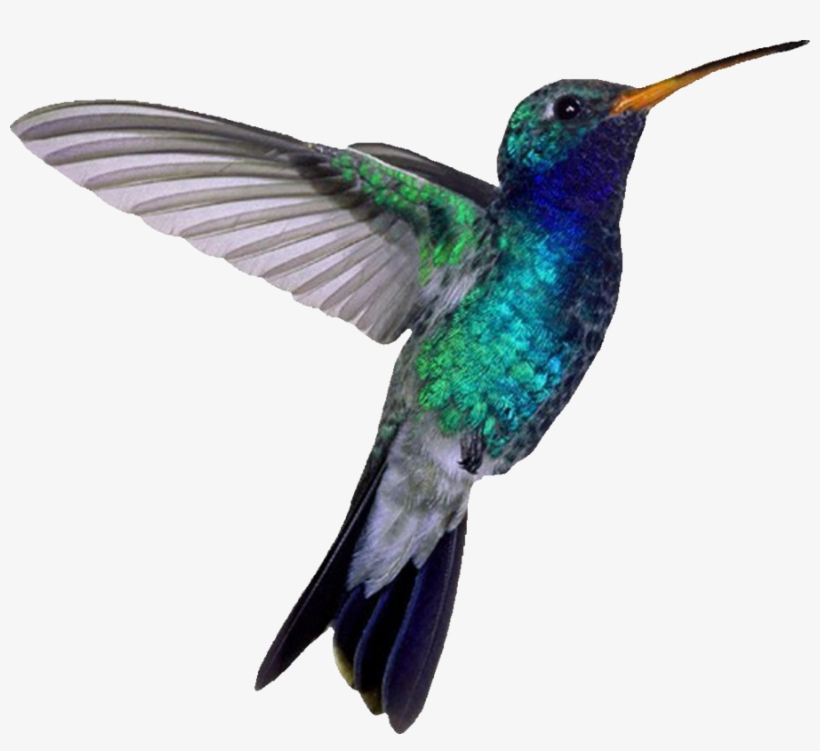 Picture - Blue Hummingbird, transparent png