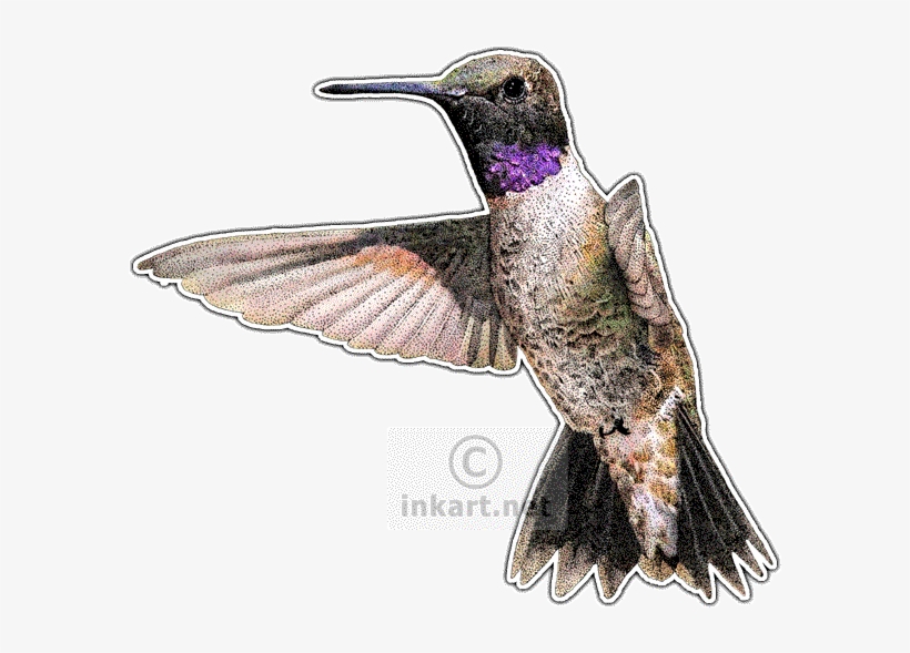 Black-chinned Hummingbird Decal - Hummingbirds Of North America Note Cards (pk, transparent png