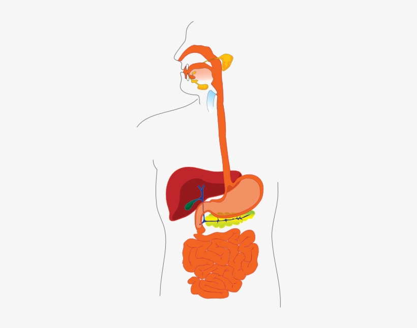 Digestive System Hi Woodinville Sport Spine Your Key - صورة اعضاء جسم الانسان, transparent png