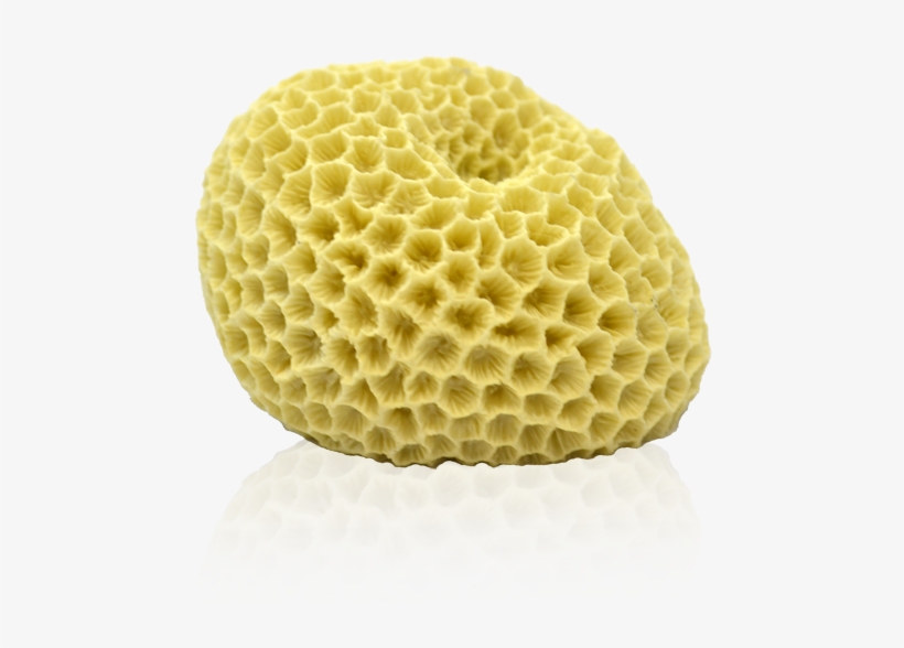 Coral Reef Png Download - Deep Blue - Brain Coral For Aquarium - 3" X 2.5" X, transparent png