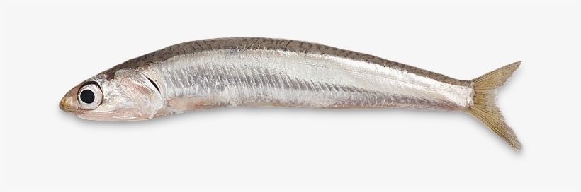 Little Fish Giant Taste Enchantment - Small Fish Png Hd, transparent png