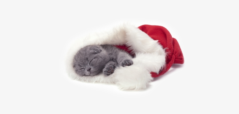 Tubes Christmas Cat Tubes Christmas Cat Tubes Christmas - Christmas Cat Png, transparent png