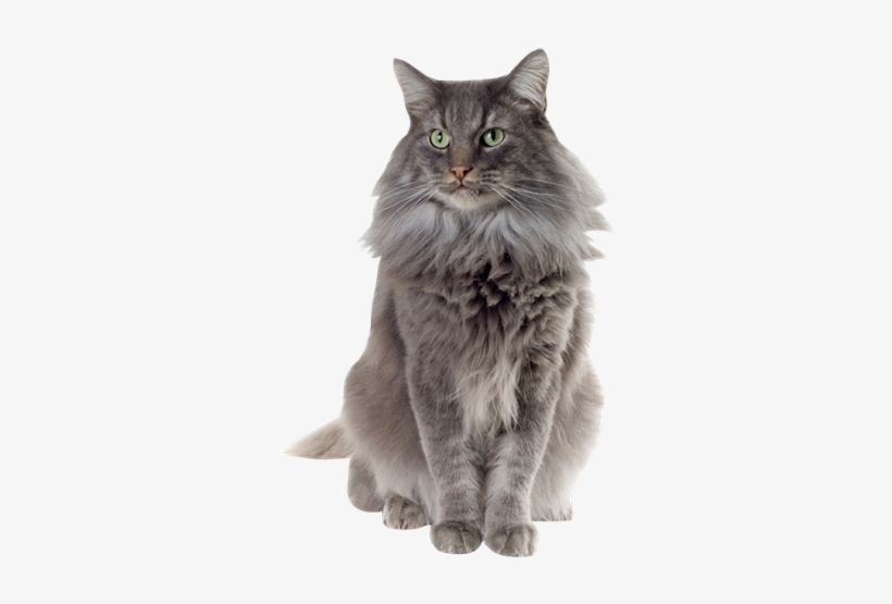 Why Choose A Norwegian Forest Cat To Be The Star Of - Norwegian Forest Cat Png, transparent png