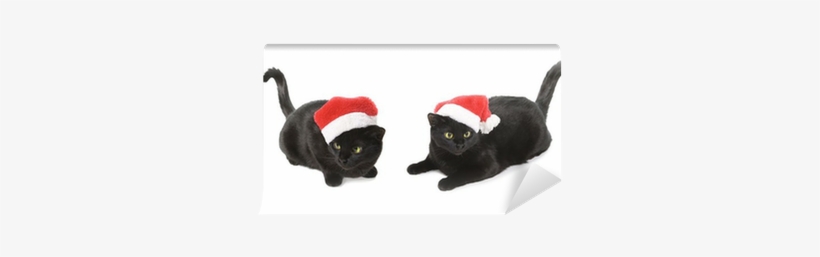 Black Cat Santa - Cat, transparent png