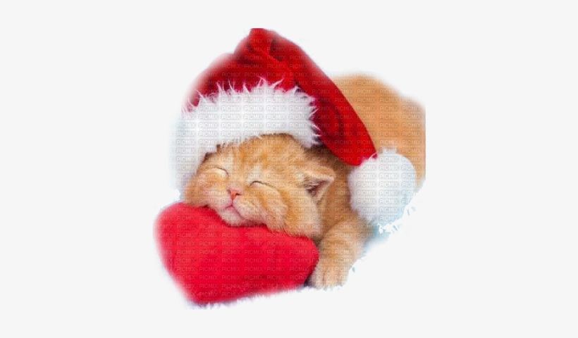 Christmas Cat - Cute Kitten With Christmas Hat, transparent png