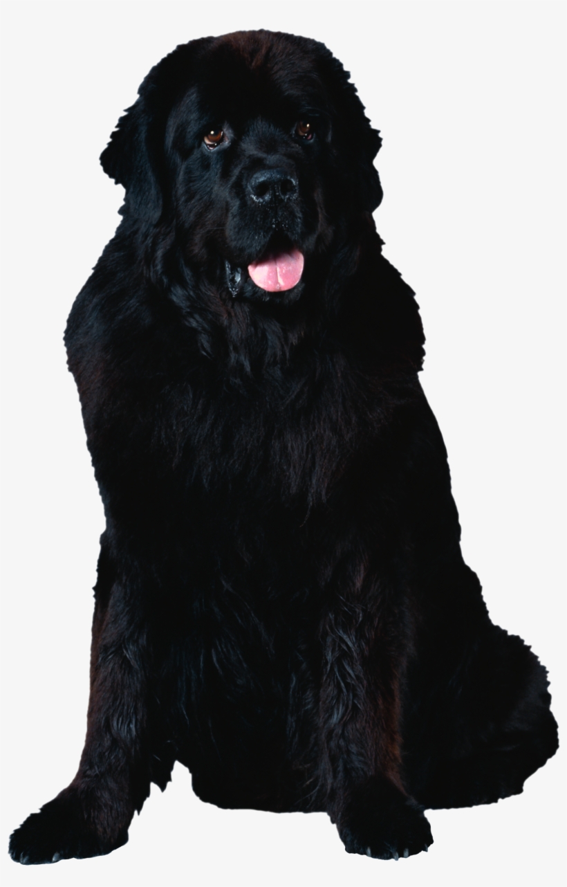 Dog, transparent png