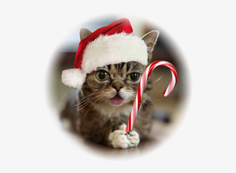 lil bub christmas