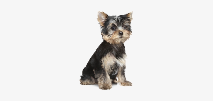 Product Benefits - Puppy Small, transparent png