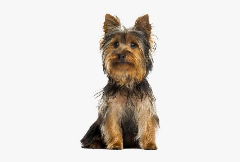Product Benefits - Small Breed Dogs, transparent png