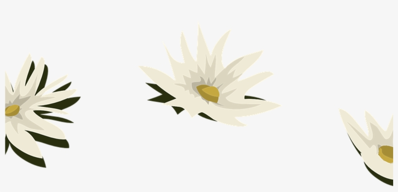 Water Lily White Flowers Free Vector Graphic On Pixabay - Pixabay, transparent png