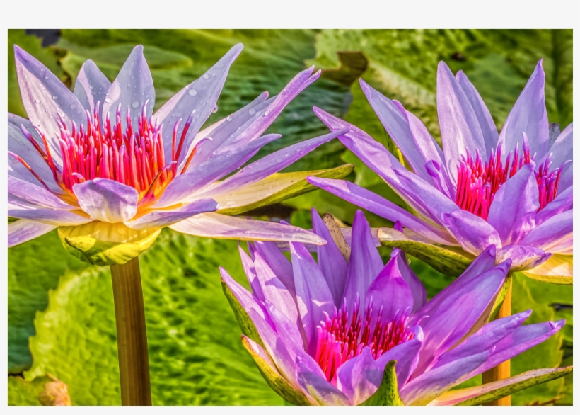 Purple Water Lilies, transparent png