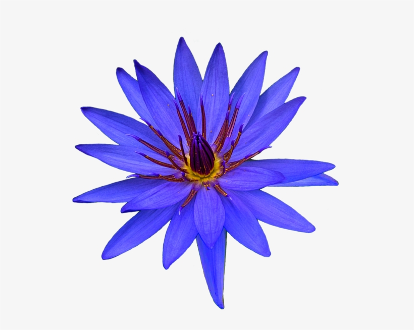 Bleed Area May Not Be Visible - Succulent Plant, transparent png