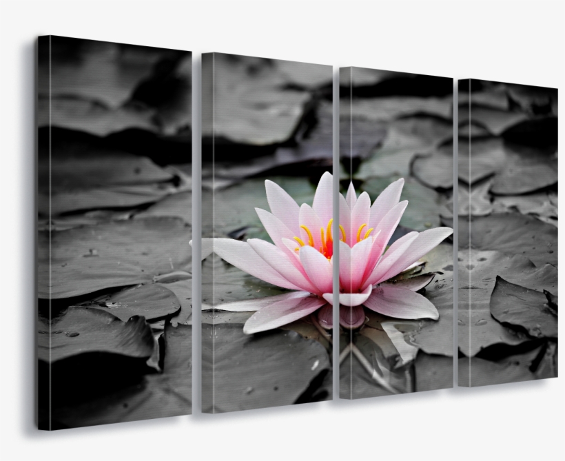 Water Lily Pink Canvas Amp Glass Wall Art - Flor Lotus Quadro, transparent png