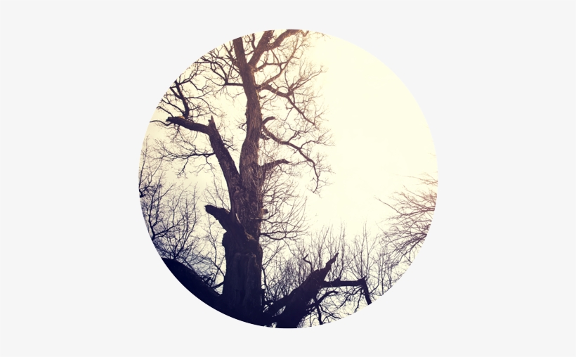 Dead-tree - Tree, transparent png
