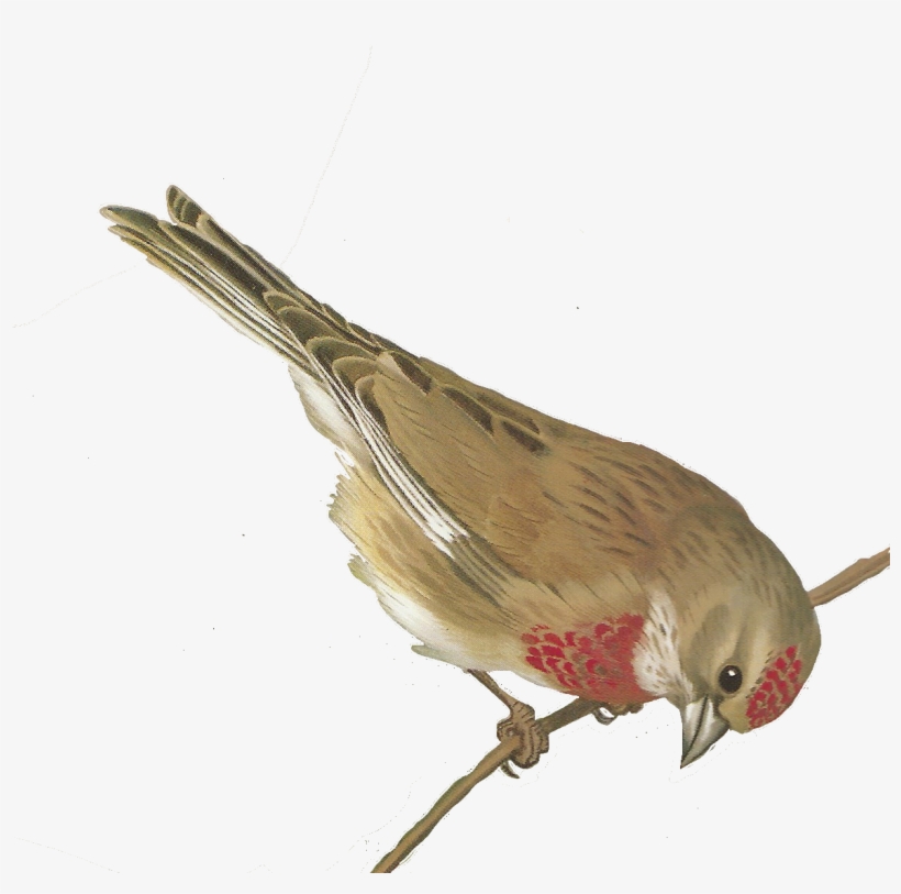 Free Bird Images - Bird Vintage Png, transparent png