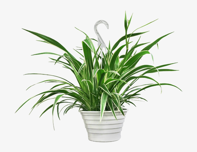 Featured image of post Hanging Plant Transparent Background